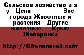 Сельское хозяйство и з/у › Цена ­ 2 500 000 - Все города Животные и растения » Другие животные   . Крым,Жаворонки